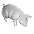 zwierzeta